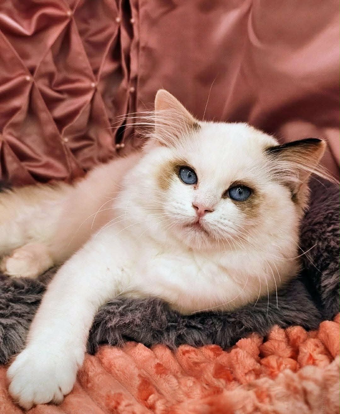 Ragdoll hona Willow Enti*PL
