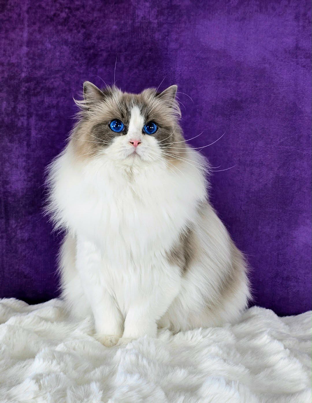 Ragdoll hona PL*Ancymony K-JELLY