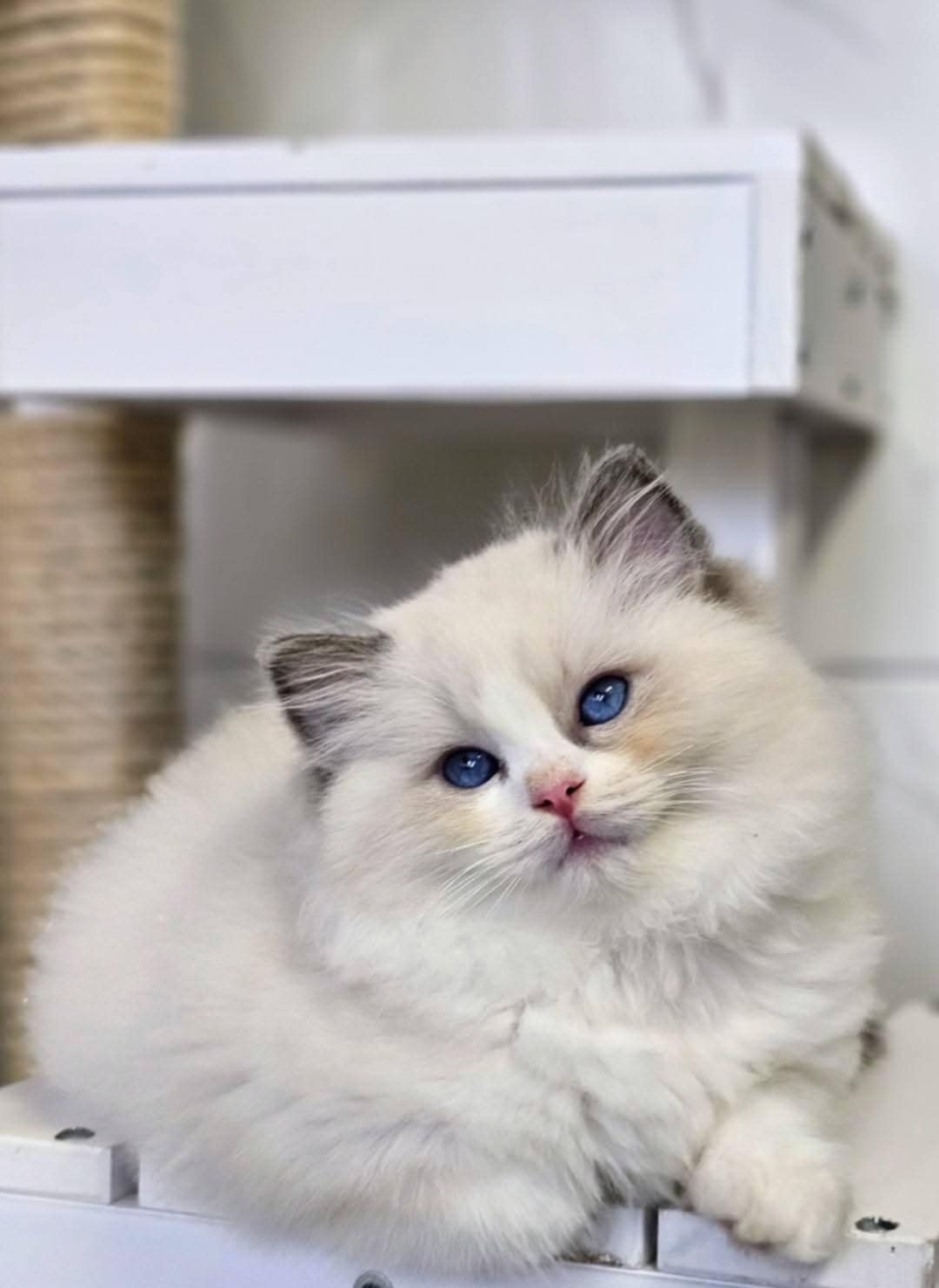 Ragdoll hona SE*Cats of Kruger Belladonna