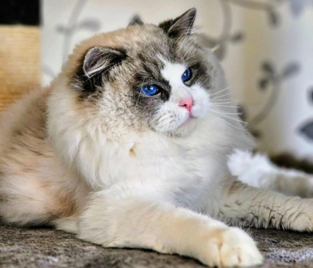 Ragdoll hane SE*Lil'Magics Blainn