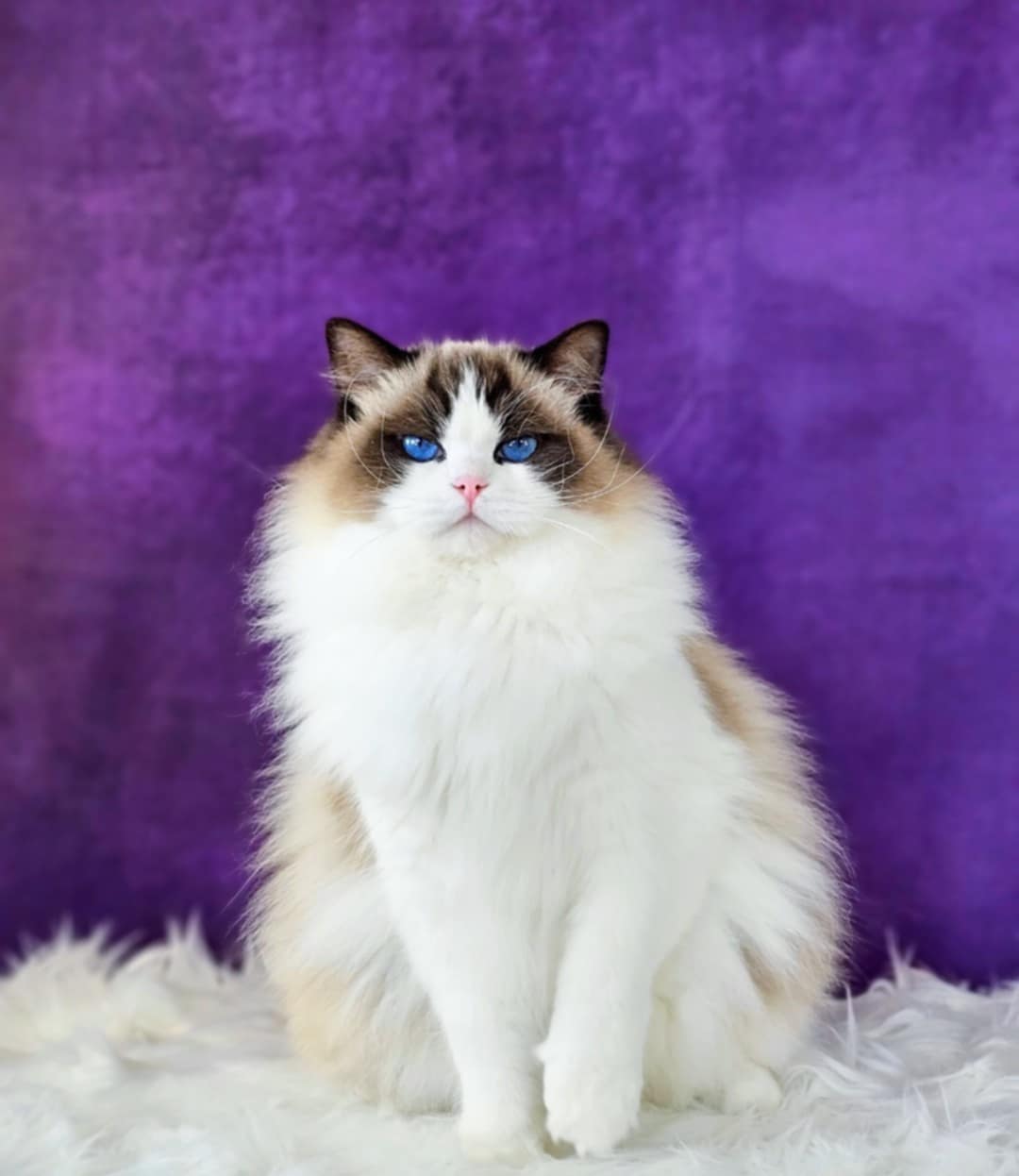 Ragdoll hona JCH Fantastic Dolls Valkyrie Cherry