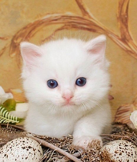 Ragdoll kattunge SE* Cats of Kruger Golden Crocus