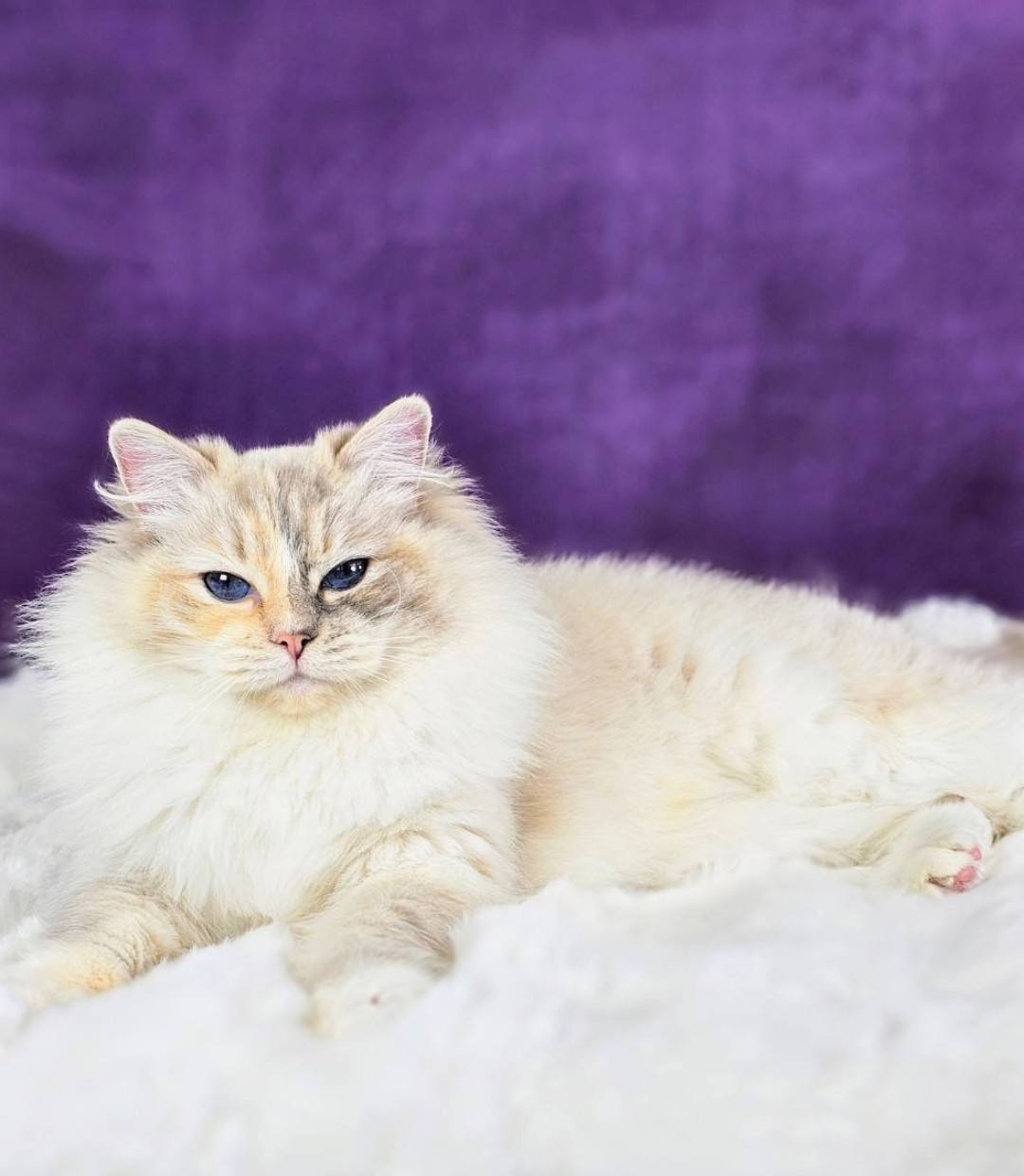 Ragdoll hona SE*Cats of Kruger Rainbow Dash