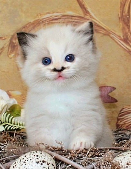 Ragdoll kattunge SE* Cats of Kruger Glowing Buttercup