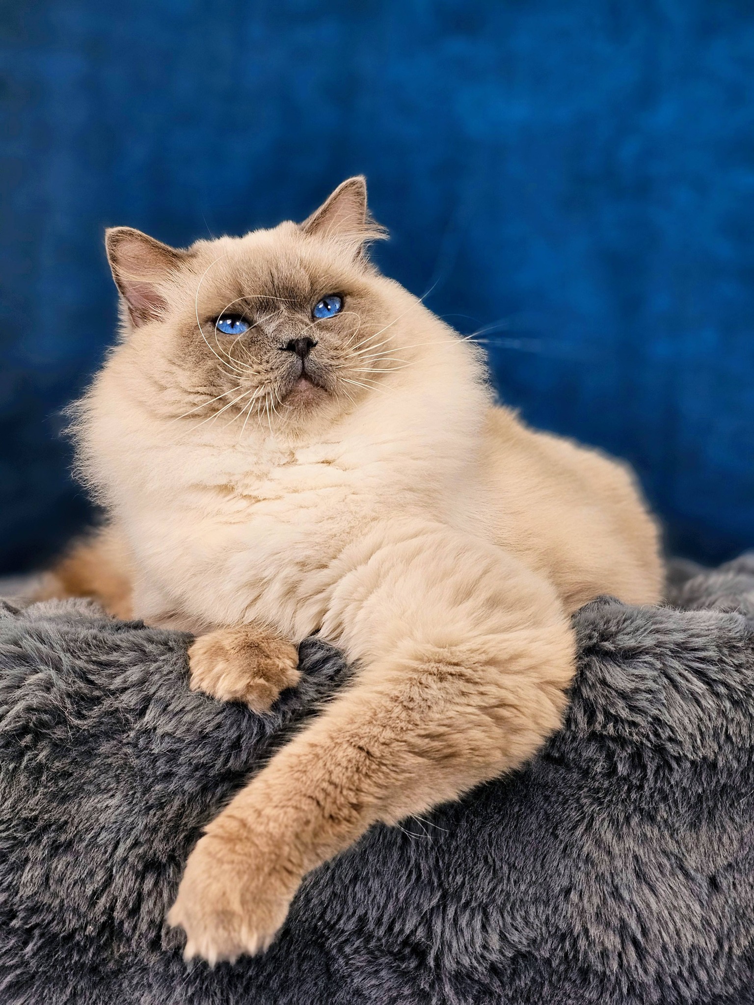 Ragdoll hane Mutsu Milkyland*PL