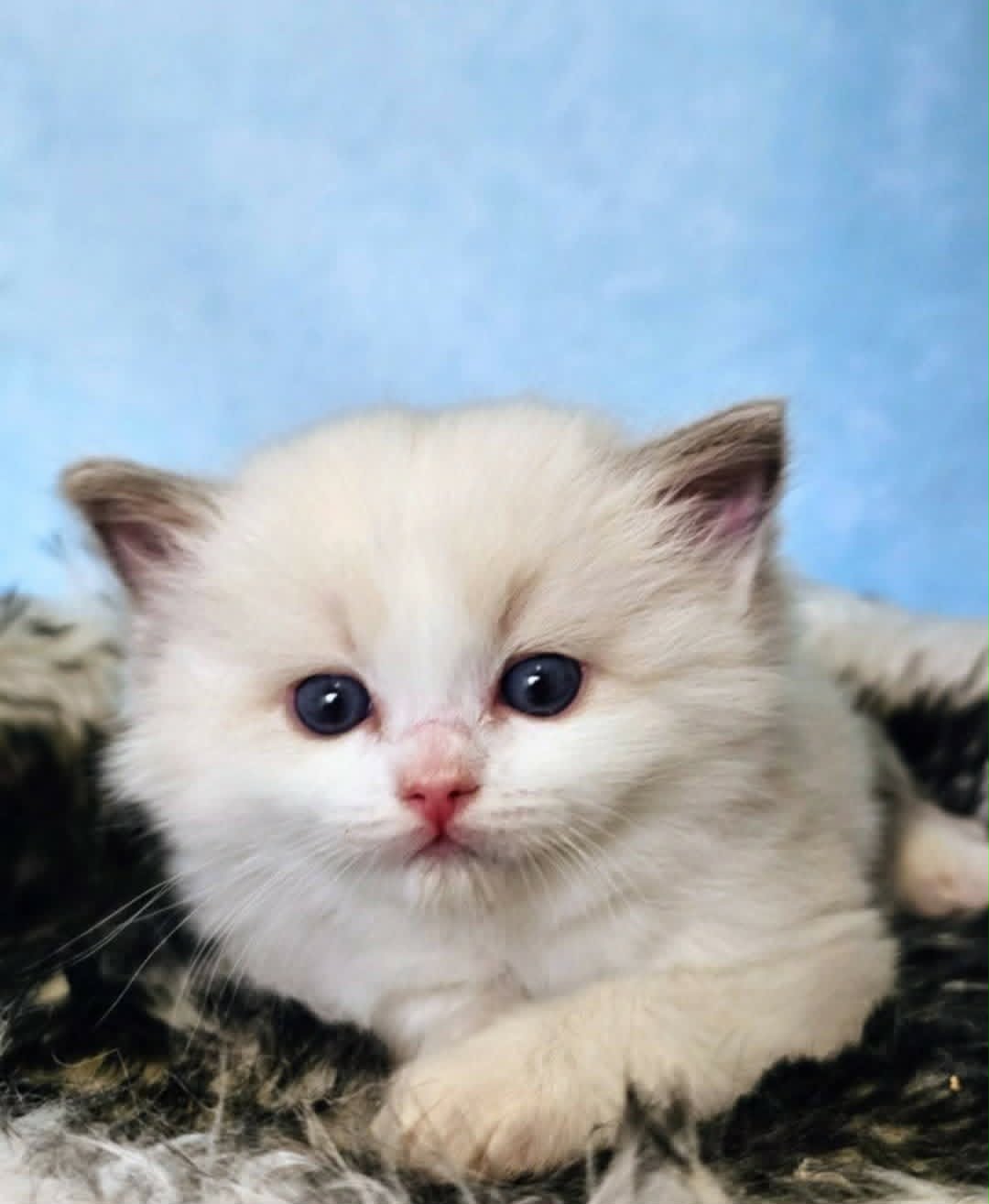 Ragdoll kattunge SE* Cats of Kruger Thunderstruck