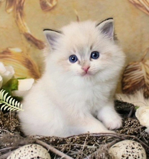 Ragdoll kattunge SE* Cats of Kruger Crystal Snowdrop